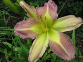 Pollies Daylilies Uk Daylily Nursery Lymington Hampshire Uk