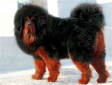 Mastín Tibetano Mastiff Breeds Mastiff Puppies Giant Dog Breeds