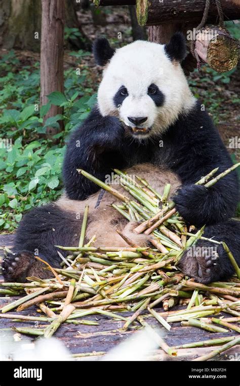 Giant Panda High Resolution Stock Photography And Images Alamy