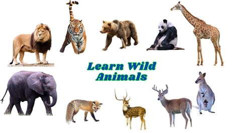 Learn Animals Wild Animals Wild Animals Name Animals Youtube