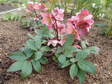 A Next Generation Gardener Winter Hellebores As Cut Flowers And How To