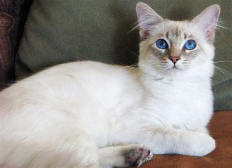 Balinese Lilac Lynx Fur Kittycats Breedables Wiki Fandom
