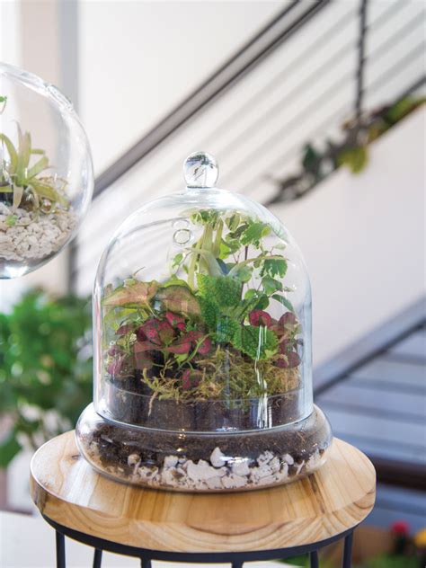 Let your garden bloom for less and select a gardener's supply deal. Glass Cloche Terrarium Kit Large | Gardener's Supply in ...