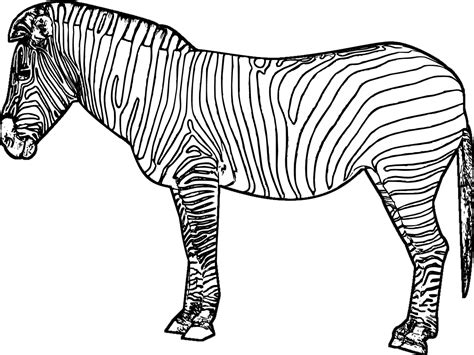 Zebra 12961 Animals Free Printable Coloring Pages