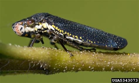 Spittlebugs Or Froghoppers Hemiptera Cercopidae 5343073