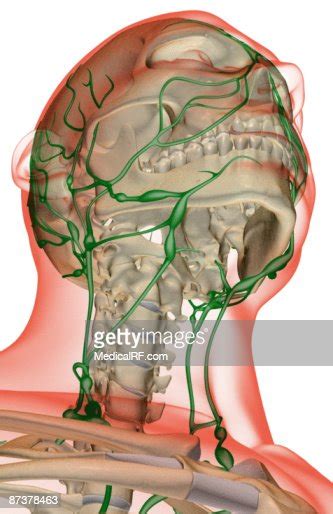 The Lymph Supply Of The Head And Neck High Res Vector Graphic Getty