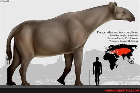 Belonging To An Extinct Genus Called Paraceratherium Which Means “near