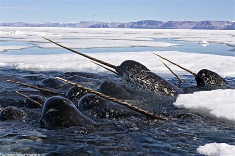 The Narwhals Left Tooth Narwhals Contributing To Mounting Climate