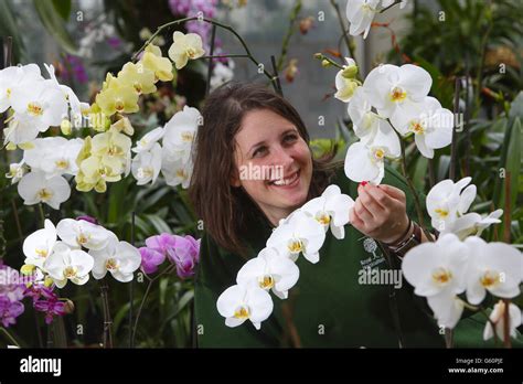 Rhs Wisley Orchids In The Glasshouse Display Hi Res Stock Photography