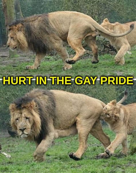 Hurt In The Gay Pride Imgflip