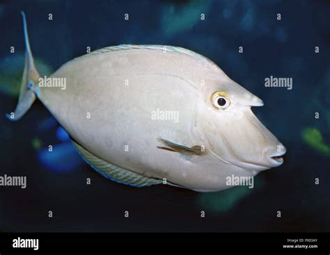 Whitemargin Unicornfish Naso Annulatus Swimming Stock Photo Alamy