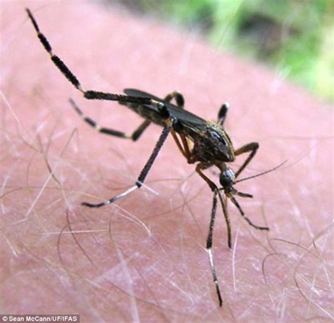 Gallinippers Invade Monster Mosquitoes 20 Times The Size Of A Normal