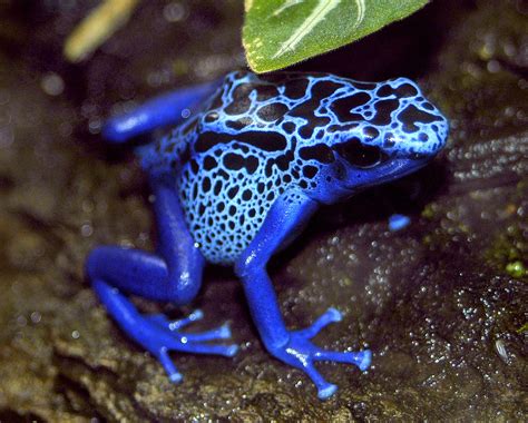 They are diurnal, which means they are active during the day. Blue poison dart frog | Valerie | Flickr