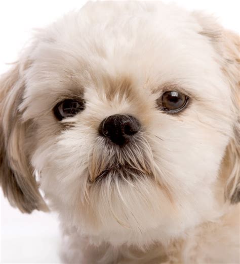 How To Look After A Shih Tzu Nerveaside16