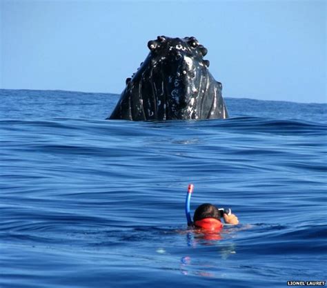 The Freedivers Who Swim With Whales Bbc News