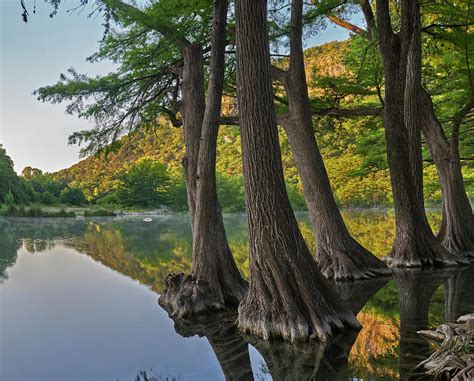 Bald Cypress Trees In River Frio River Old Baldy Mountain Garner