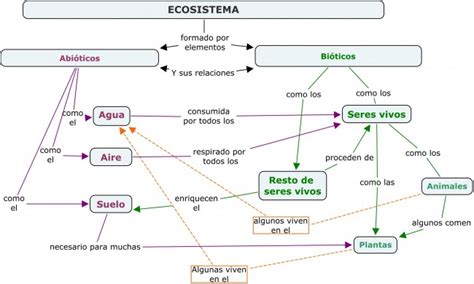 Mapa Conceptual De Los Ecosistemas Terrestres Arbol Images