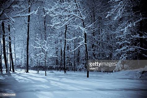 Woods Night Photos And Premium High Res Pictures Getty Images
