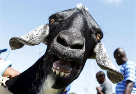 Heres Why Goats Have Those Freaky Eyes The Washington Post
