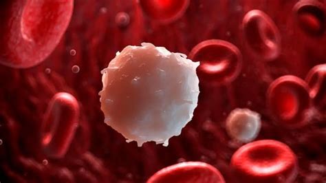 Low Levels Of White Blood Cells In The Blood May Cause Death