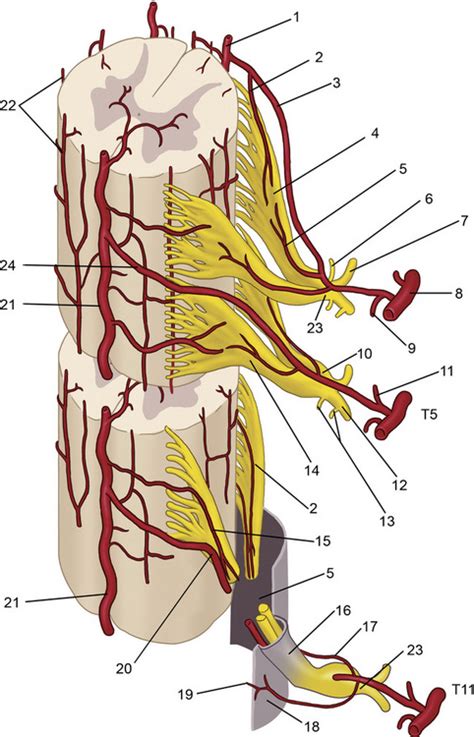 Diagnosis And Treatment Of Spinal Pain Neupsy Key