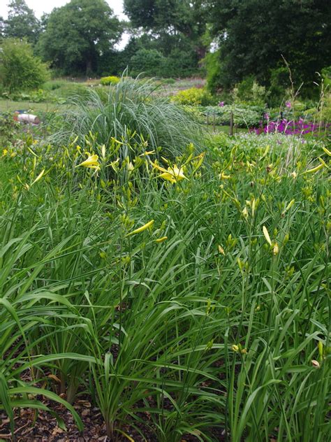 Hemerocallis Hyperion Beth Chattos Plants And Gardens