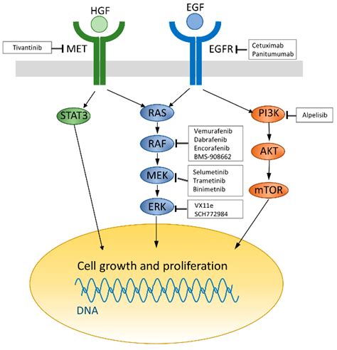 Ijms Free Full Text Recent Advances In Targeting The Egfr Signaling