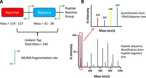 Bei itraq (isobaric tags for relative and absolute quantitation) handelt es sich um eine experimentelle methode aus dem bereich der proteinanalytik und proteomik. Principle of iTRAQ labeling and analysis. a All reagent ...