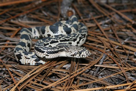 Northern Pine Snake