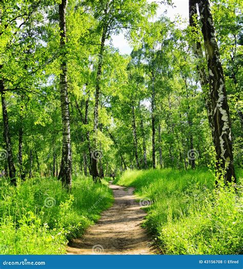 Birch Forest On A Sunny Day Green Woods In Summer Stock Photo Image