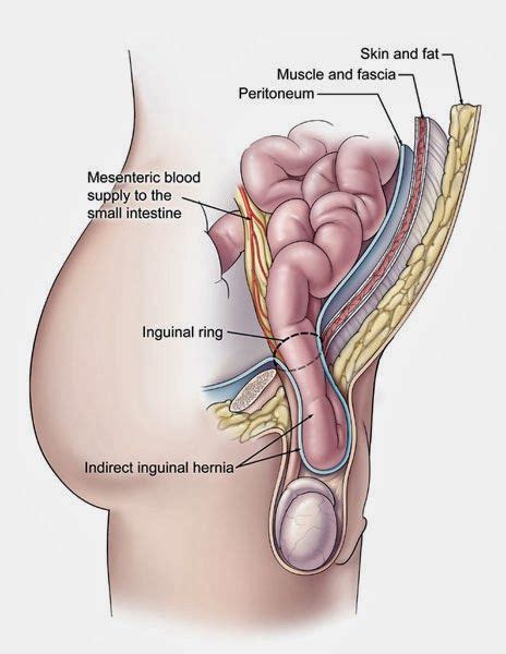 Groin muscles diagram anterior muscles diagram muscle diagram anterior muscular system. Human Anatomy and Physiology Diagrams: Inguinal (groin ...
