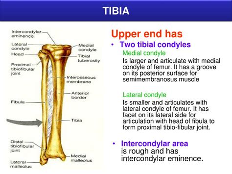 Tibia Leg Bone Anatomy