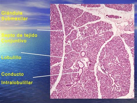 Histologia Do Sistema Digestorio