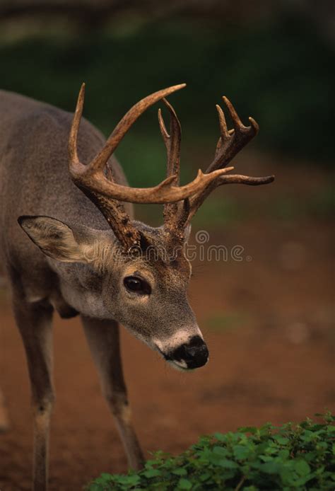 Non Typical Whitetail Buck Stock Photo Image Of Wildlife