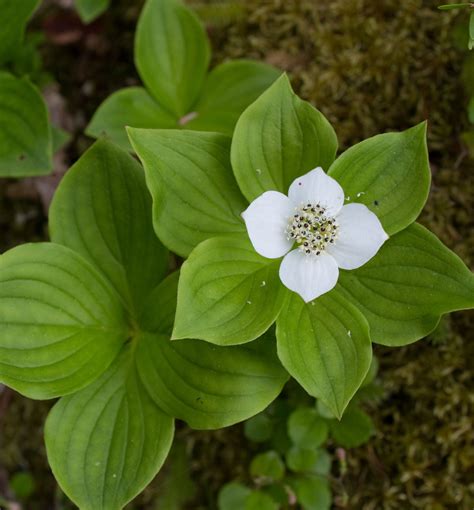 Bunchberry | Natorp's Online Plant Store