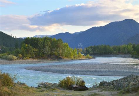 The Katun River In Altai Stock Photo Image Of Pebbles 259486306