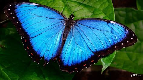 Blue Morpho Butterfly Facts Blue Morpho Butterfly Information