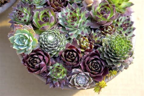 Cold Hardy Succulents Details Photos Labelled And Varieties Debra