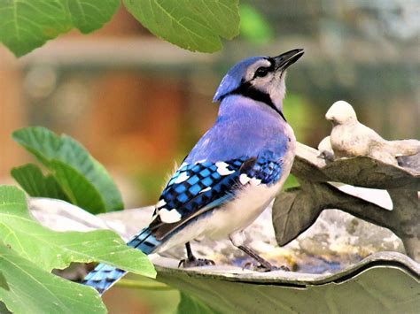 Blue Jay Animal Symbolism And Meanings Whats Your