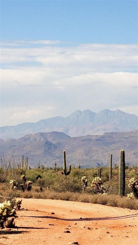 Arizona Cactus Wallpapers Top Free Arizona Cactus Backgrounds