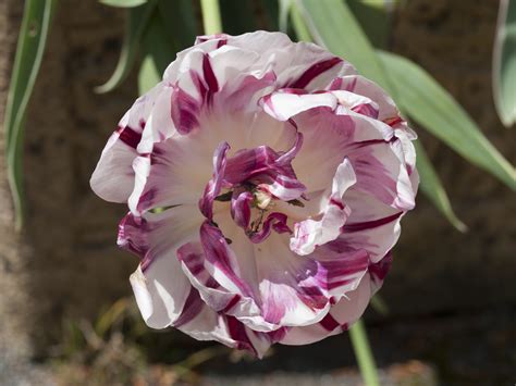 Free Images Blossom Petal Bloom Summer Tulip Natural Botany