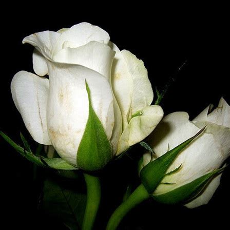 White flowers are often given as a token of purity, humility. Top 25 Most Beautiful White Flowers