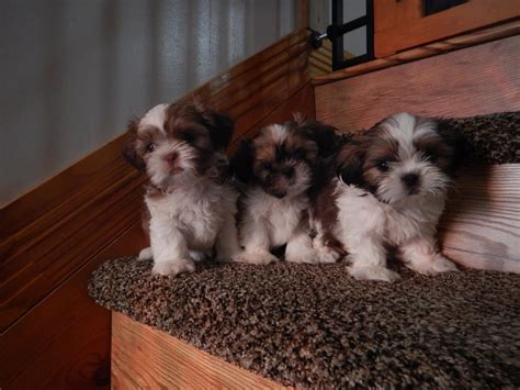 Shih Tzu Puppies For Sale Phoenix Az 244081 Petzlover