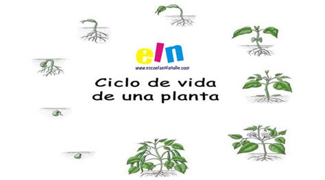 Ciclo De Vida De Las Plantas Para Niños Imagui