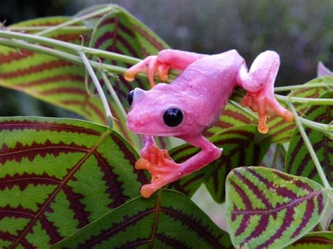 Pin By Annakubart On Pink Animals In 2020 Tree Frogs Red Eyed Tree Frog