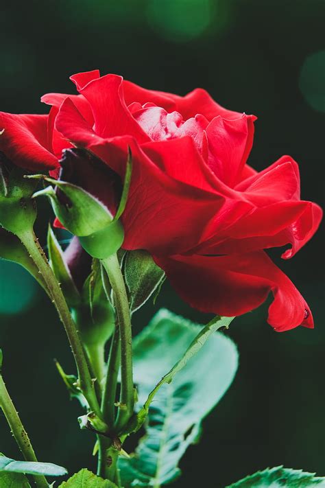 Rose Red Flower Buds Macro Hd Phone Wallpaper Peakpx