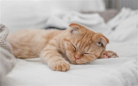 Download Wallpapers Scottish Fold Cat Ginger Kitten Pets Sleeping