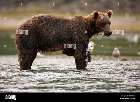 Grizzly Bear Eating Salmon In Geographic Bay Katmai National Park