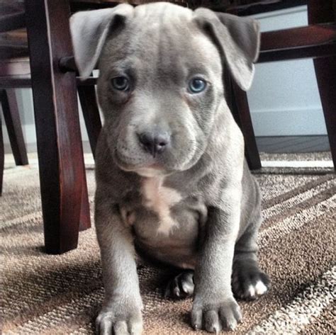 27 Cutest Blue Nose Pitbull Pictures Ever The Paws