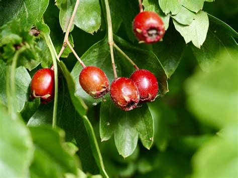 Red Fruits On The Hawthorn Tree Stock Photo Image Of Berries Fresh